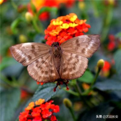 纽约期银日内涨3%，现报71.45美元/盎司。